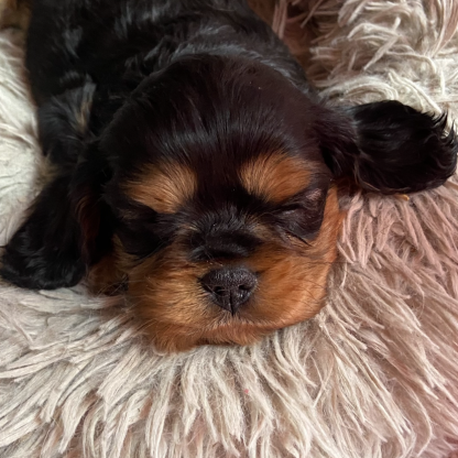 Chiot cavalier king charles #1