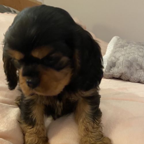 Chiot cavalier king charles #5