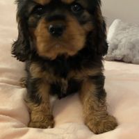 Chiot cavalier king charles #6