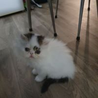 A vendre chaton mâle persan #1