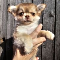 Chihuahua non lof #2