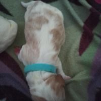 Bébés beagle à reserver #4