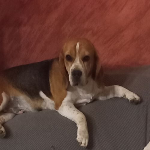 A placer femelle beagle #1