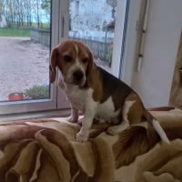 A placer femelle beagle #2