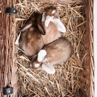 Bébés lapins nains béliers #1